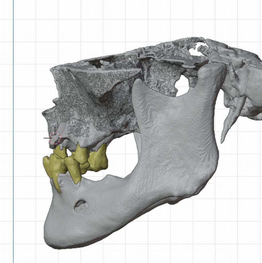 Modelo digital lateral de la anatomía maxilofacial